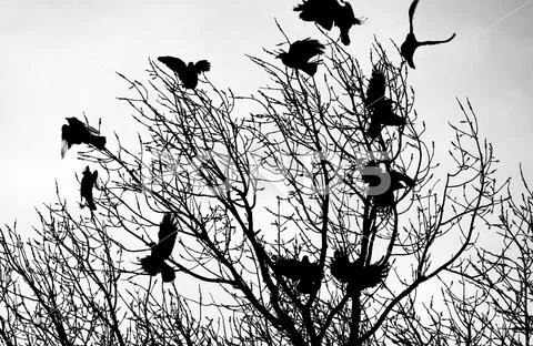 Photograph: Crow On The Tree. Crow In Hand. Crow Chick. People Are 