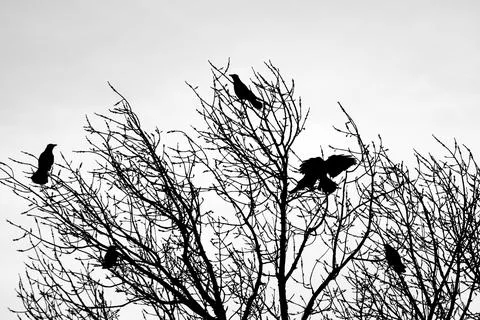 Crow on the tree. crow in hand. crow chick. people are holding in their hands Stock Photos