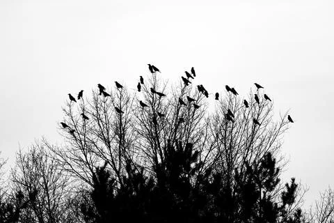 Crow on the tree. crow in hand. crow chick. people are holding in their hands Stock Photos