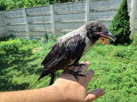 Crow on the tree. crow in hand. crow chick. people are holding in their hands Stock Photos