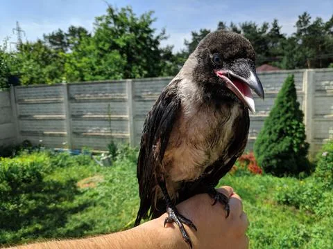 Crow on the tree. crow in hand. crow chick. people are holding in their hands Stock Photos