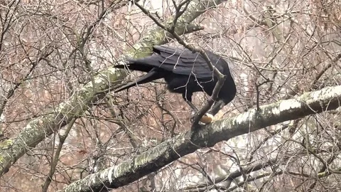 Crow on a tree eating bread Stock-Footage 83845564