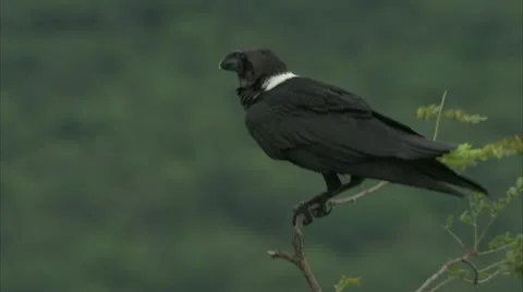 Crow in tree Stock Footage 10846850