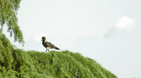 Crow on a Tree Video stock 25600571