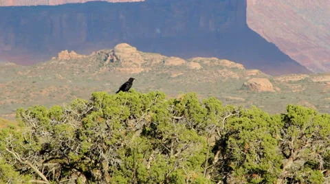 Crow on tree 스톡 동영상 32430752