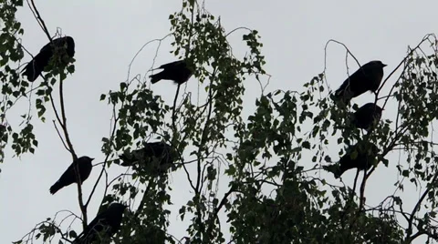 Crow on tree Video stock 39841087