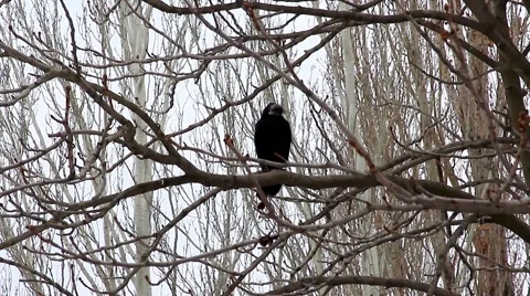 Crow on a tree Stock Footage 46828350
