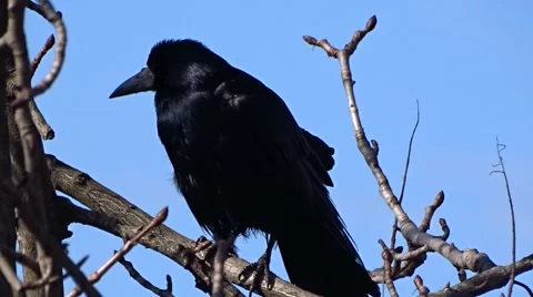 Crow on a tree Stock Footage 47560250