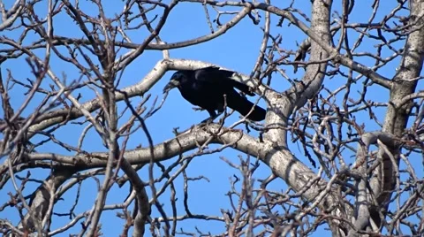 Crow on a tree Video stock 47560304