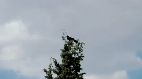Crow on a Tree Stock Footage 133143488