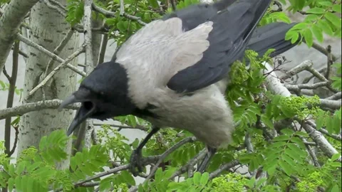 Crow on a tree. 動画素材 194033256