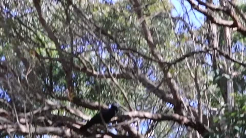 Crow in a tree Stock Footage 218230093