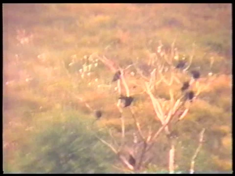 Crow Tree Stock Footage 340541642