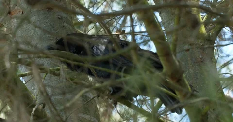 Crow In Tree Grooming Itself Video stock 99958492