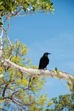 Crow on Tree Stock Photos