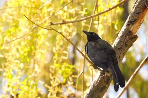 A crow on tree Stock Photos