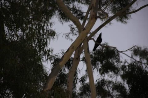 Crow in tree Stock Photos