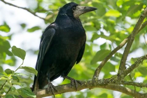 Crow in tree Stock Photos