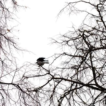 Crow on tree Stock Photos