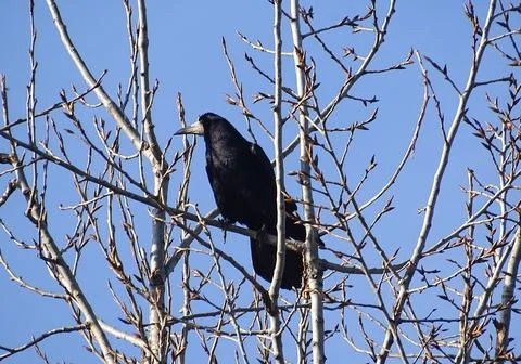 Crow in the tree. In Romania Stock Photos