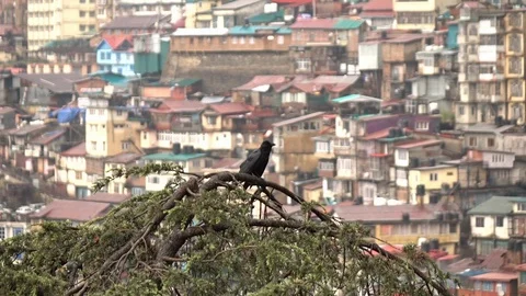 Crow on a tree with Shimla city background, Himachal Pradesh, India Stock-Footage 112364812