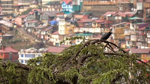 Crow on a tree with Shimla city background, Himachal Pradesh, India Stock Footage 112364871