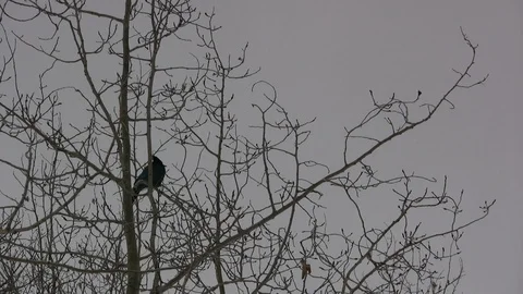 Crow in Treetop Stock Footage 106723080