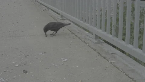 Crow with tries to break into shell Video stock 199167016