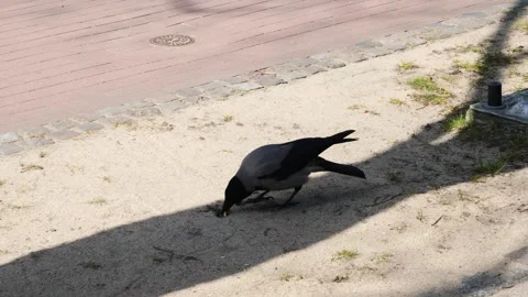 A crow trying to hide food. Stock Footage 336643934
