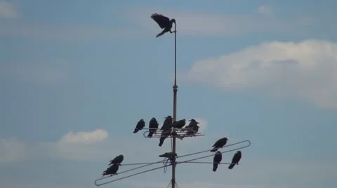 Crow Trying to Sit on the Peak of A TV Antenna, Flock of Crows On TV Antenna Stock Footage