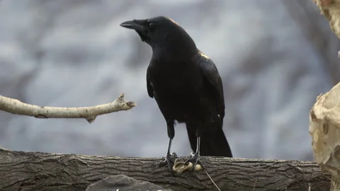 Crow, tucks a peanut into it's gular pouch for later eating., bird,4k Stock Footage 166318154