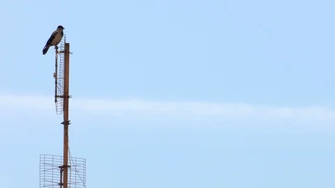Crow on TV Antenna Stock Footage 100195655