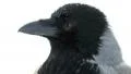 Crow ultra close up Video HD