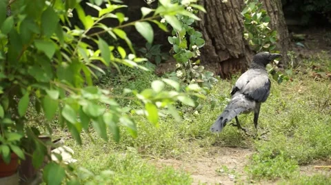 Crow under the Tree Stock Footage 50592651