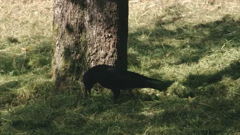 Crow under trees looking for food in cutted gras Stock Footage 278275512