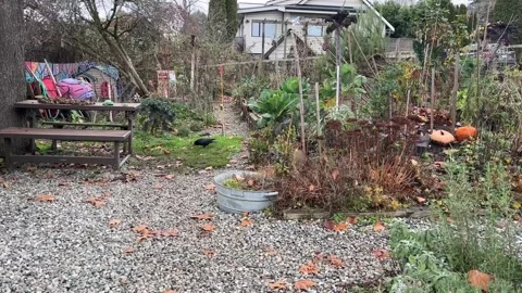 Crow in the urban garden Stock Footage 259090531