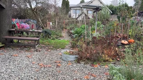 Crow in the urban garden Stock Footage 259093496