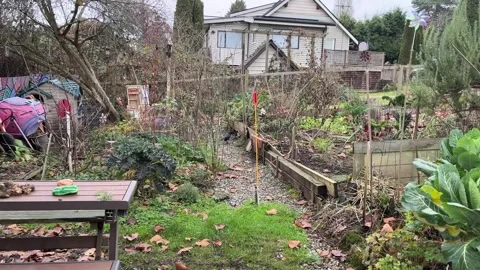 Crow in the urban garden Stock Footage 259093606