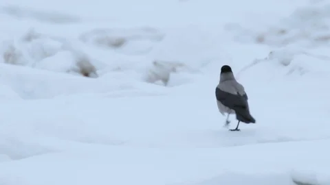 Crow walk on snow surface and look around Stock Footage 76011696