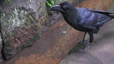 Crow walking along looking at rain drain inside a Japanese shrine, rainy day 02 Stock Footage 266813037