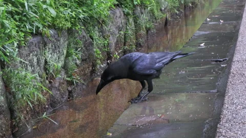 Crow walking along looking at rain drain inside a Japanese shrine, rainy day 01 Stock Footage 266814689