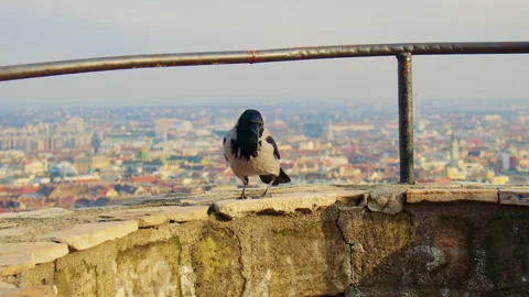 Crow walking along stone surface in urban environment with soft natural light Stock Footage 326066147