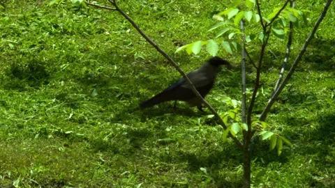 Crow Walking and Looking Around in Nature, Wildlife Bird Behavior Stock Footage 155503183