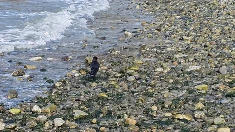 A Crow Walking On The Beach In Seattle WA, 8K. Stock Footage 236181352