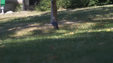 Crow walking behind tree Stock Footage 106298860