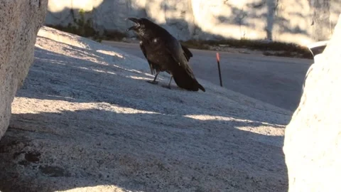Crow Walking on Flat Rock Yosemite California Video stock 297336744