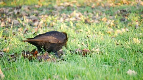 A crow walking on the grass and finding food Stock Footage 57692829