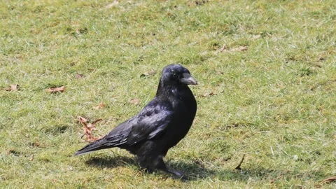 Crow walking on grass with food in its beak, close up Vídeo Stock 130720565