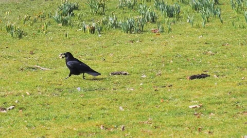 Crow walking on grass with food in its bea Vídeos de archivo 130720745