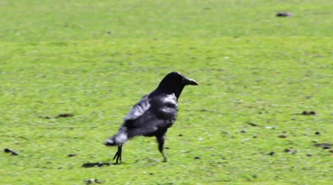 Crow walking on grass 스톡 동영상 67337018